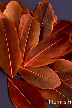 Petali in piume - 6-8 x 3-4 cm - arancione sangue